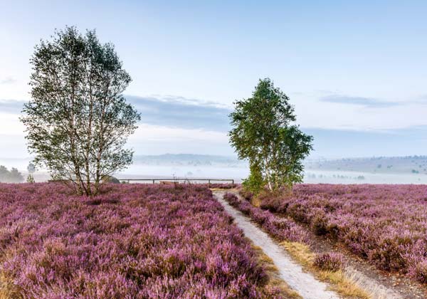 Aussichtspunkt Suhorn - Die ganze Weite der Heide erleben - © Pressearchiv der Lüneburger Heide GmbH | 21335 Lüneburg